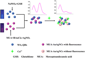 Graphical abstract: A ratiometric fluorescence sensor based on gold silver nanoclusters and tungsten disulfide quantum dots with simple fabrication for the detection of copper ions in river water