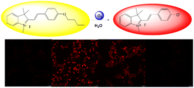 Graphical abstract: Colorimetric detection of ozone in aqueous solution and imaging in living cells using a novel hemicyanine dye