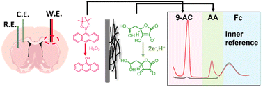 Graphical abstract: An electrochemical microsensor based on a specific recognition element for the simultaneous detection of hydrogen peroxide and ascorbic acid in the live rat brain