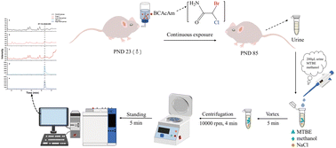 Graphical abstract: Quantitative determination of bromochloroacetamide in mice urine by gas chromatography combined with salting-out assisted dispersive liquid–liquid microextraction