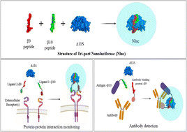 Graphical abstract: Tri-part NanoLuc as a new split technology with potential applications in chemical biology: a mini-review