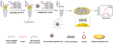 Graphical abstract: A homogeneous hybridization magnetic biosensor based on electric field assistance for ultrafast nucleic acid detection