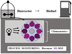 Graphical abstract: A bacteriorhodopsin multisensor system for qualitative and quantitative monitoring of methanol, ethanol, propanol, and butanol under extreme conditions