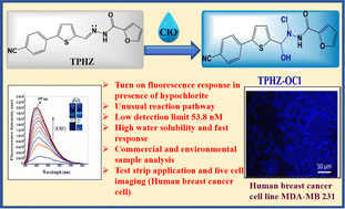 Graphical abstract: A small-molecule fluorogenic probe for the detection of hypochlorite and its application in the bio-imaging of human breast cancer cells