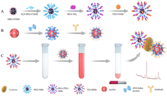 Graphical abstract: Functionalized magnetic nanobeads for SERS-based detection of Staphylococcus aureus