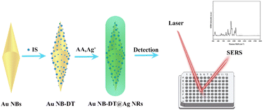Graphical abstract: Regulated synthesis of an Au NB-DT@Ag bimetallic core-molecule–shell nanostructure for reliable SERS detection