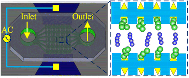 Graphical abstract: Dielectrophoretic assembly and separation of particles and cells in continuous flow