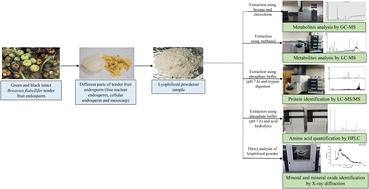 Graphical abstract: Metabolite profiling from different parts of tender fruit endosperm of Borassus flabellifer L. (ice apple)