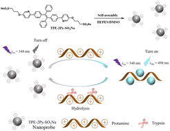 Graphical abstract: Self-assembled super-small AIEgen nanoprobe for highly sensitive and selective detection of protamine and trypsin