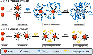 Graphical abstract: A novel colorimetric biosensor for rapid detection of dengue virus upon acid-induced aggregation of colloidal gold