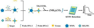 Graphical abstract: A novel biosensor based on a bio-barcode for the detection of Mycobacterium tuberculosis