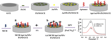 Graphical abstract: A novel electrochemical aptasensor based on polyaniline and gold nanoparticles for ultrasensitive and selective detection of ascorbic acid