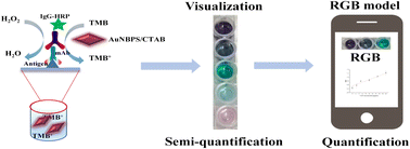 Graphical abstract: A simple and rapid strategy for monitoring vancomycin concentration in serum using a multicolor immunosensor based on the ratio of gold nanobipyramids and a product of cetyltrimethylammonium bromide-blue oxide of 3,3′,5,5′-tetramethylbenzidine interaction