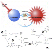 Graphical abstract: Preparation and characterization of a homogeneous immunoassay for point-of-care testing (POCT) of procalcitonin (PCT)