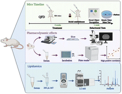 Graphical abstract: Serum lipidomics reveal the mechanism of memory disorder improvement by Qifu decoction