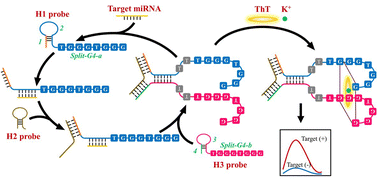 Graphical abstract: A simple, sensitive and label-free method for miRNA analysis in gastric cancer via catalytic hairpin assembly assisted programming of split-G-quadruplexes
