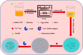 Graphical abstract: Double protein directed synthesis of chemically etched sulfur doped quantum dots for signal “on–off–on” sensing of glutathione mediated by copper ions