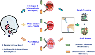 Graphical abstract: Saliva sampling strategies affecting the salivary glucose measurement