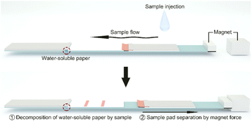 Graphical abstract: Quantitative injection strip platform using water-soluble paper and magnet based on a lateral flow assay