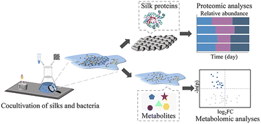 Graphical abstract: Microbial degradation mechanism of historical silk revealed by proteomics and metabolomics