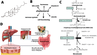 Graphical abstract: A new modality for cholesterol impact tracking in colon cancer development – Raman imaging, fluorescence and AFM studies combined with chemometric analysis