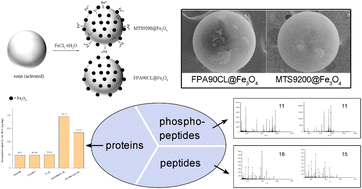 Graphical abstract: Magnetic resin composites for the enrichment of proteins, peptides and phosphopeptides