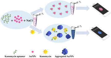 Graphical abstract: A smartphone-based gold nanoparticle colorimetric sensing platform for kanamycin detection in food samples