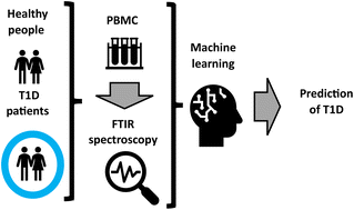 Graphical abstract: Prediction of type 1 diabetes with machine learning algorithms based on FTIR spectral data in peripheral blood mononuclear cells