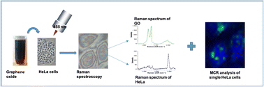 Graphical abstract: Label-free detection and mapping of graphene oxide in single HeLa cells based on MCR-Raman spectroscopy