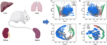 Graphical abstract: Visualization of laser-induced breakdown spectroscopy data of mouse organs based on the feature extraction method