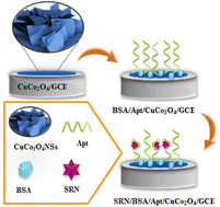 Graphical abstract: Fabrication of an electrochemical aptasensor for the determination of sarcosine based on synthesized CuCo2O4 nanosheets