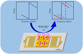 Graphical abstract: Highly sensitive surface acoustic wave biosensor for the detection of Hg2+ based on the thymine–Hg2+–thymine structure