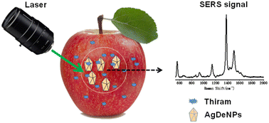 Graphical abstract: Silver decahedral nanoparticles with uniform and adjustable sizes for surface-enhanced Raman scattering-based thiram residue detection