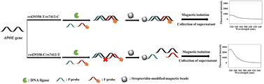 Graphical abstract: Fluorescence detection of apolipoprotein E gene polymorphisms based on oligonucleotide ligation and magnetic separation