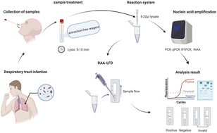 Graphical abstract: Development and application of a universal extraction-free reagent based on an algal glycolipid