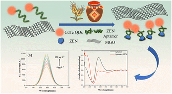 Graphical abstract: A quantum dot aptamer fluorescent sensor based on magnetic graphene oxide for the detection of zearalenone