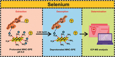 Graphical abstract: A phosphonium ionic liquid conjugated magnetic graphitic carbon nitride nanocomposite: an effective sample pretreatment tool for selenium separation and determination