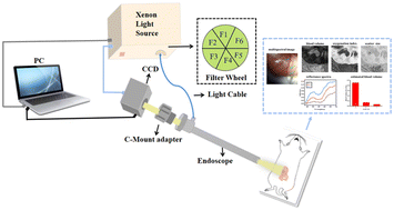 Graphical abstract: A rapid multispectral endoscopic imaging system for in vivo assessment of the morphological and physiological characteristics of mouse intestines