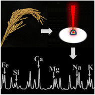 Graphical abstract: Quantitative analysis of Cd based on the stress effect of minerals in rice by laser-induced breakdown spectroscopy