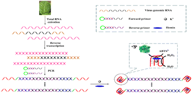 Graphical abstract: Naked-eye detection of plant viral disease using polymerase chain reaction amplification and DNAzyme
