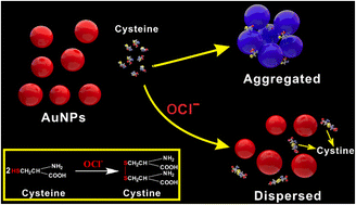 Graphical abstract: A rapid and sensitive colorimetric sensor for hypochlorite detection based on polyvinylpyrrolidone-stabilized gold nanoparticles