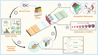 Graphical abstract: Development of a monoclonal antibody-based lateral flow immunoassay for the detection of benzoic acid in liquid food