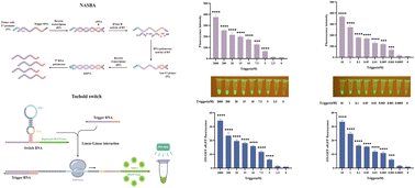 Graphical abstract: Development of a cell-free toehold switch for hepatitis A virus type I on-site detection