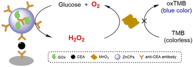 Graphical abstract: Colorimetric immunoassay of carcinoembryonic antigen based on the glucose oxidase/MnO2 nanosheet cascade reaction with self-supplying oxygen