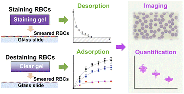 Graphical abstract: Quantification of solution-free red blood cell staining by sorption kinetics of Romanowsky stains to agarose gels