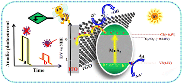 Graphical abstract: A simple photoelectrochemical aptasensor based on MoS2/rGO for aflatoxin B1 detection in grain crops