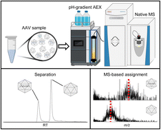 Graphical abstract: Mass spectrometry friendly pH-gradient anion exchange chromatography for the separation of full and empty adeno-associated virus (AAV) capsids