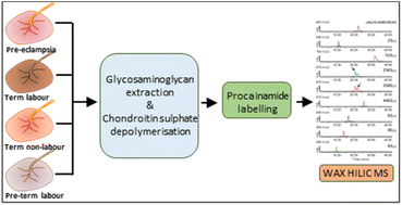 Graphical abstract: Disaccharide compositional analysis of chondroitin sulphate using WAX HILIC-MS with pre-column procainamide labelling; application to the placenta in pre-eclampsia