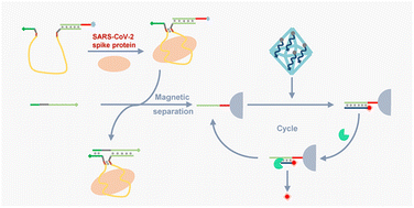 Graphical abstract: Aptamer-based kinetically controlled DNA reactions coupled with metal–organic framework nanoprobes for sensitive detection of SARS-CoV-2 spike protein