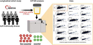 Graphical abstract: Method validation for (ultra)-trace element concentrations in urine for small sample volumes in large epidemiological studies: application to the population-based epidemiological multi-ethnic study of atherosclerosis (MESA)